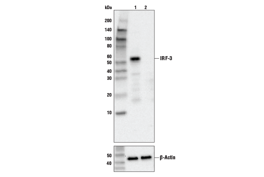  Image 2: Human-Reactive STING Pathway Antibody Sampler Kit