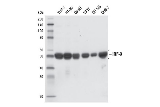  Image 10: Human-Reactive STING Pathway Antibody Sampler Kit