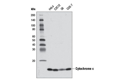  Image 2: Electron Transport Chain (Complex II, III, IV) Antibody Sampler Kit