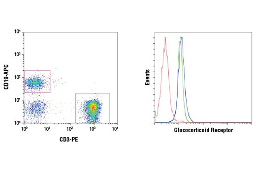 Flow Cytometry Image 2: Glucocorticoid Receptor (D6H2L) XP® Rabbit mAb