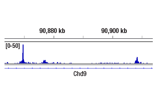 CUT and RUN Image 1: Glucocorticoid Receptor (D6H2L) XP® Rabbit mAb