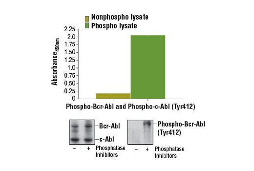  Image 1: PathScan® Phospho-c-Abl (Tyr412) Sandwich ELISA Kit