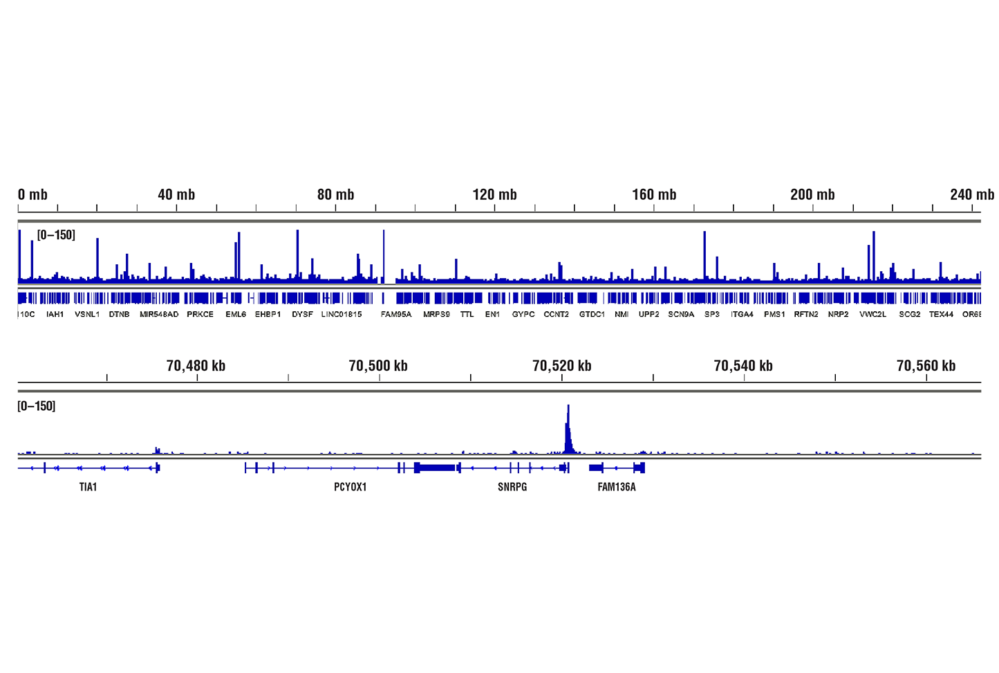 CUT and RUN Image 2: Brn2/POU3F2 (D2C1L) Rabbit mAb