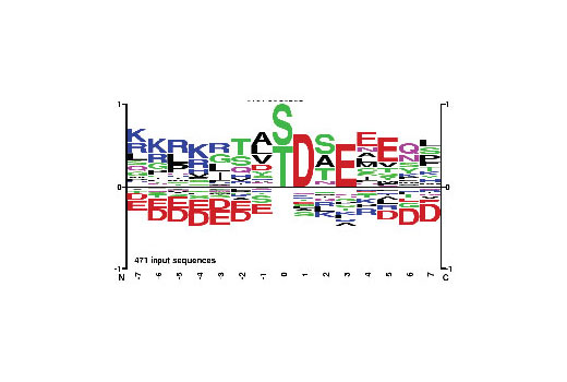  Image 1: PTMScan® Phospho-CK2 Substrate Motif (S*/T*DXE) Kit