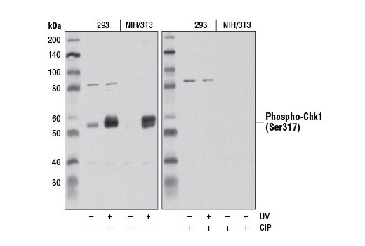  Image 2: PhosphoPlus® Chk1 (Ser317) Antibody Duet