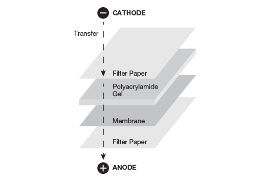  Image 1: Nitrocellulose Sandwiches