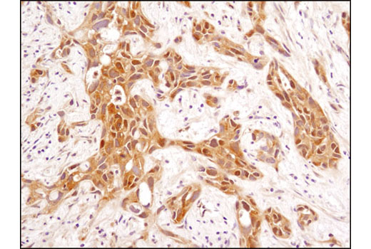 Immunohistochemistry Image 1: GSK-3β (D5C5Z) XP® Rabbit mAb