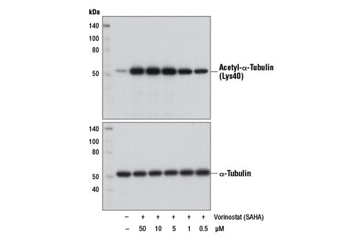  Image 2: Vorinostat (SAHA)