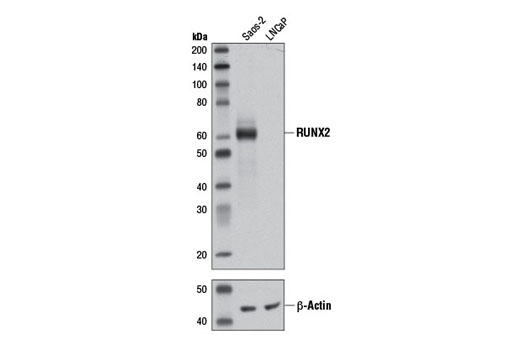 Western Blotting Image 1: RUNX2 (D1L7F) Rabbit mAb