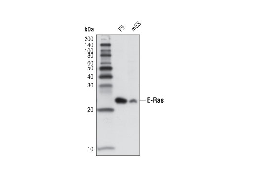 Western Blotting Image 1: E-Ras (D5G5J) Rabbit mAb