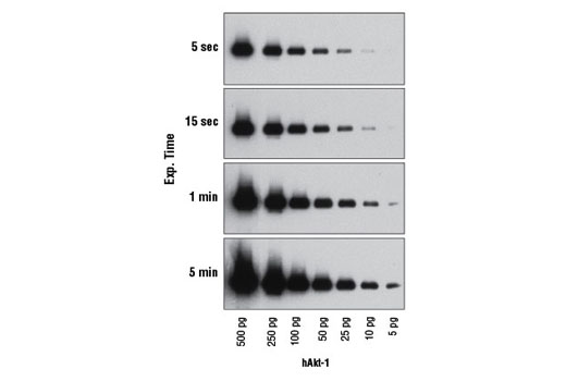 Western Blotting Image 1: SignalFire™ Plus ECL Reagent