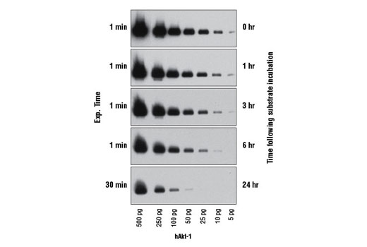 Western Blotting Image 2: SignalFire™ Plus ECL Reagent