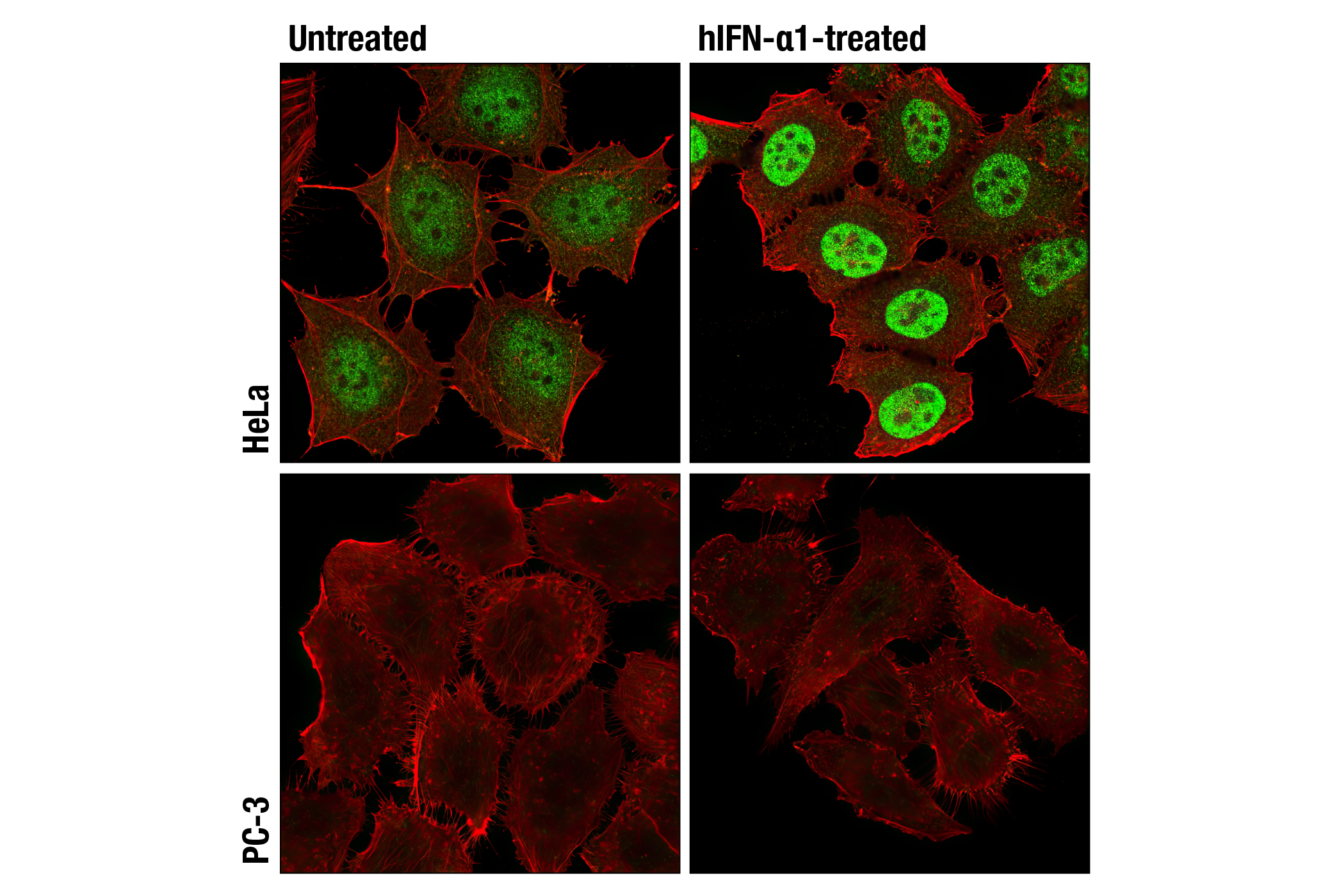  Image 7: PhosphoPlus® Stat3 (Tyr705) Antibody Duet