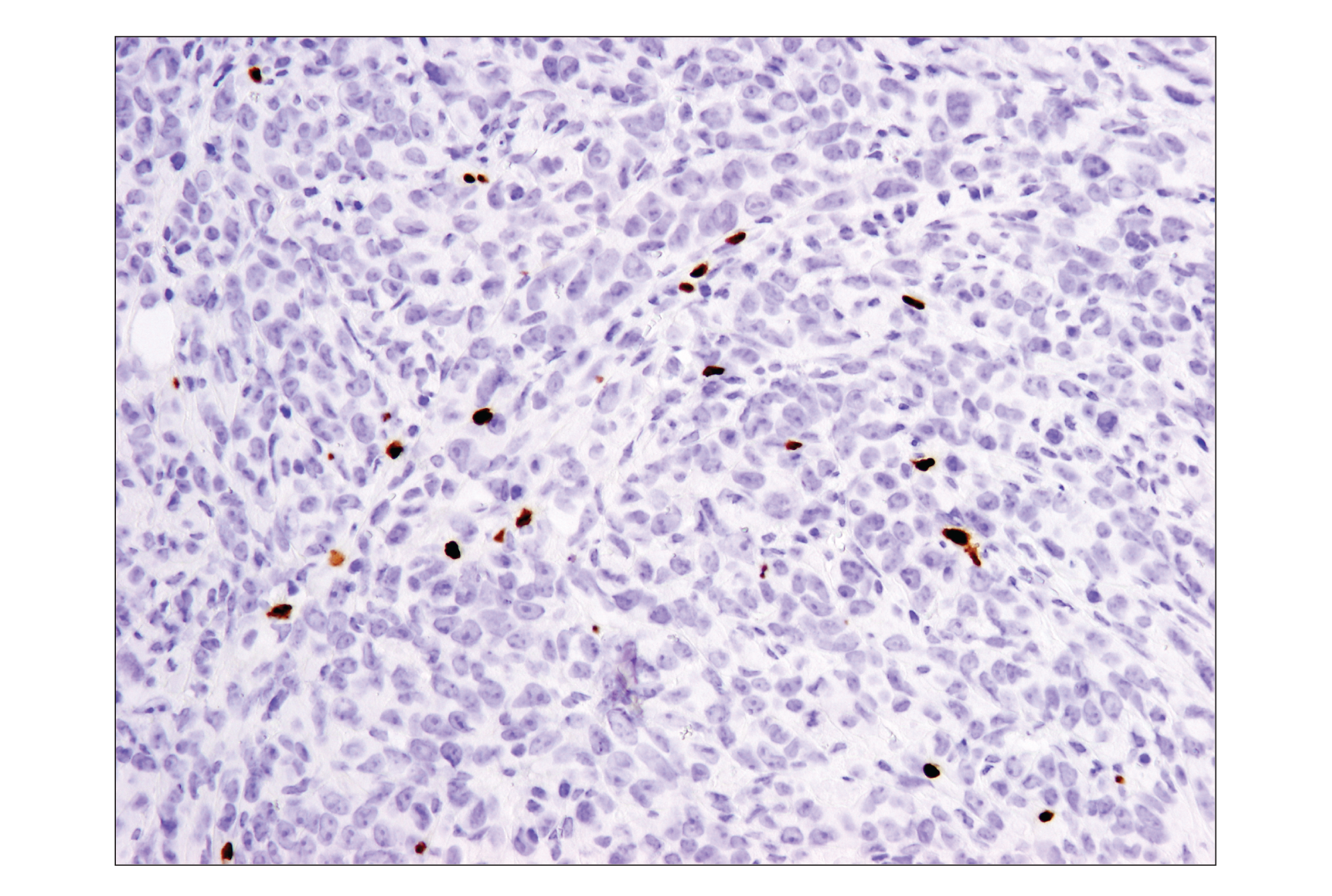  Image 1: Mouse Immune Cell Phenotyping IHC Antibody Sampler Kit