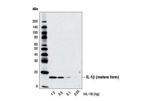  Image 13: Human Reactive PANoptosis Antibody Sampler Kit