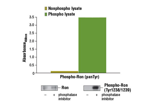  Image 1: PathScan® Phospho-Ron (panTyr) Sandwich ELISA Kit