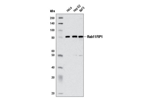  Image 3: Microglia LPS-Related Module Antibody Sampler Kit