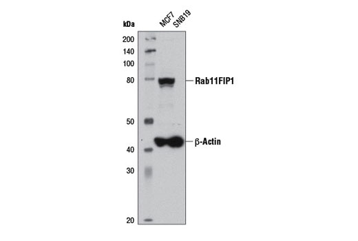  Image 13: Microglia LPS-Related Module Antibody Sampler Kit