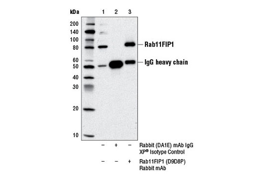  Image 22: Microglia LPS-Related Module Antibody Sampler Kit