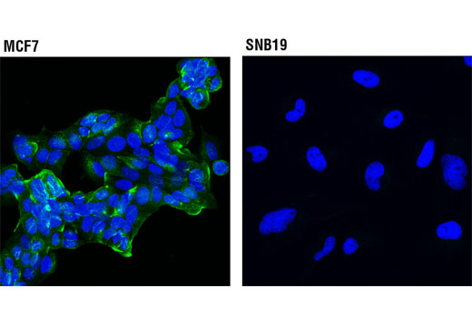 Image 30: Microglia LPS-Related Module Antibody Sampler Kit