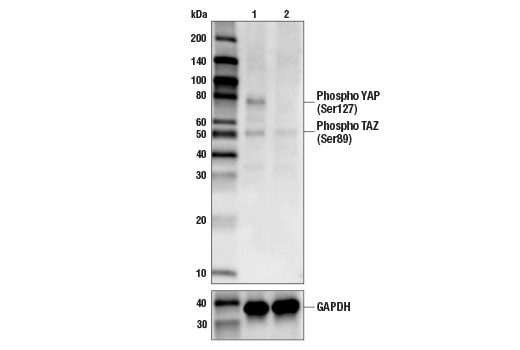  Image 1: Hippo Signaling Antibody Sampler Kit