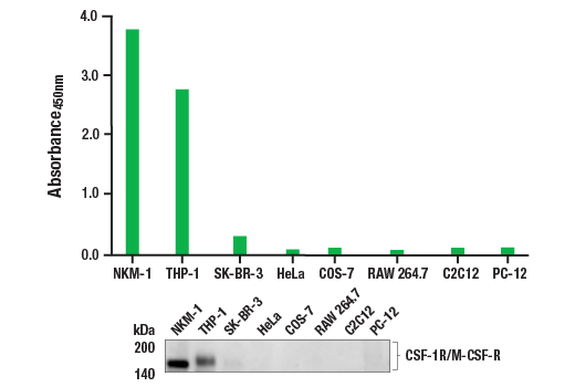  Image 1: PathScan® RP Total CSF-1R/M-CSF-R Sandwich ELISA Kit