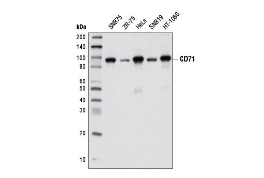 Western Blotting Image 1: CD71 (D7G9X) XP® Rabbit mAb