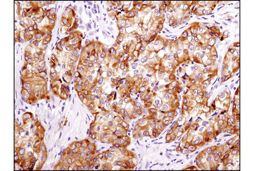  Image 14: Integrin Antibody Sampler Kit