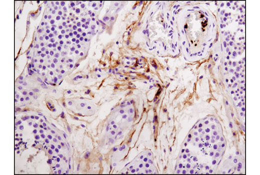  Image 18: Integrin Antibody Sampler Kit