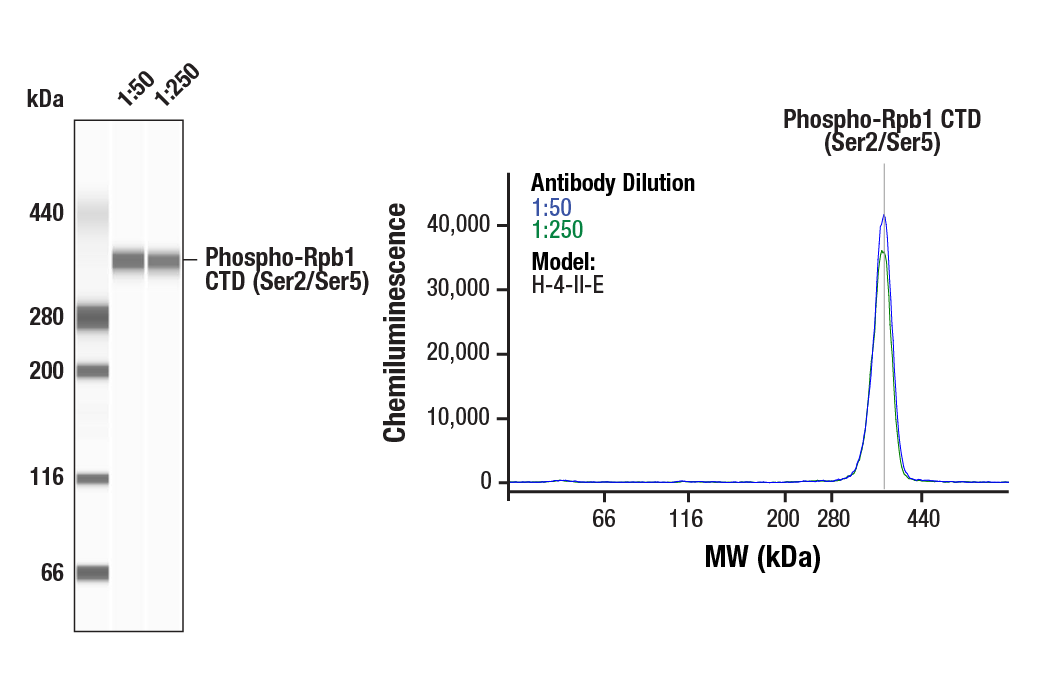 Western Blotting Image 2: Phospho-Rpb1 CTD (Ser2/Ser5) (D1G3K) Rabbit mAb