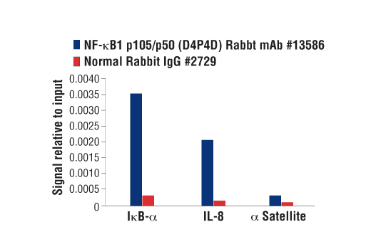  Image 35: NF-κB Pathway Antibody Sampler Kit II