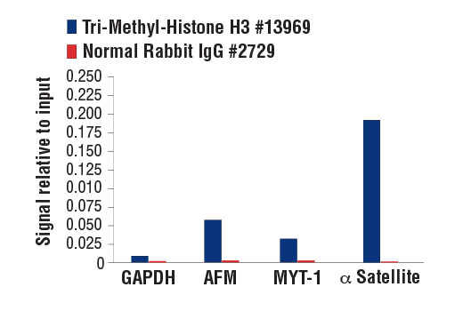 Chromatin Immunoprecipitation Image 1: Tri-Methyl-Histone H3 (Lys9) (D4W1U) Rabbit mAb
