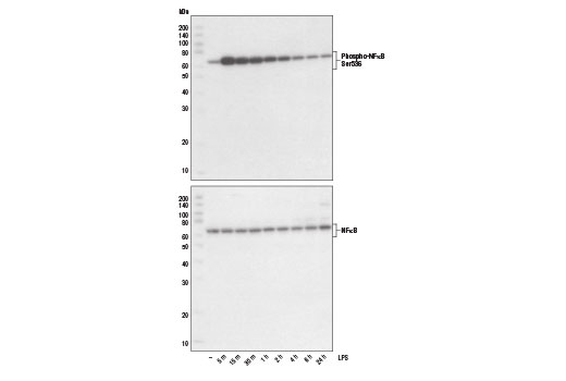  Image 1: Lipopolysaccharides (LPS)