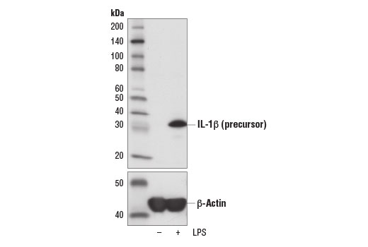  Image 2: Lipopolysaccharides (LPS)