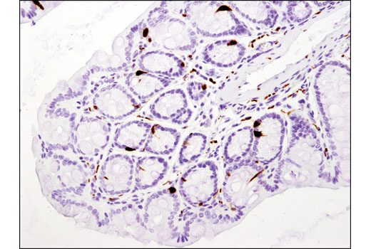 Immunohistochemistry Image 1: Secretagogin (D4V1Y) XP® Rabbit mAb