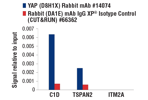 CUT and RUN Image 3: YAP (D8H1X) XP® Rabbit mAb