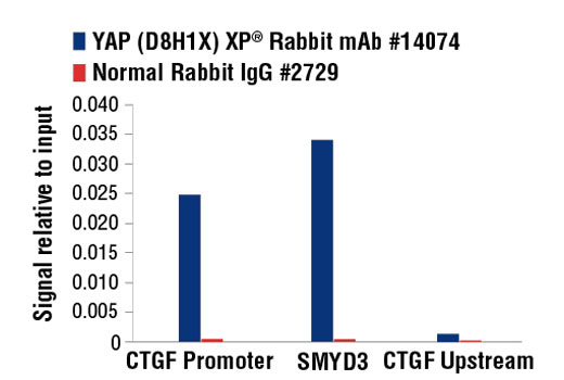  Image 27: PhosphoPlus® YAP (Ser109) Antibody Duet