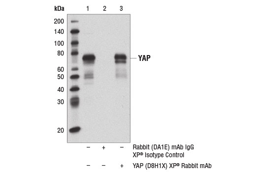  Image 10: PhosphoPlus® YAP (Ser109) Antibody Duet