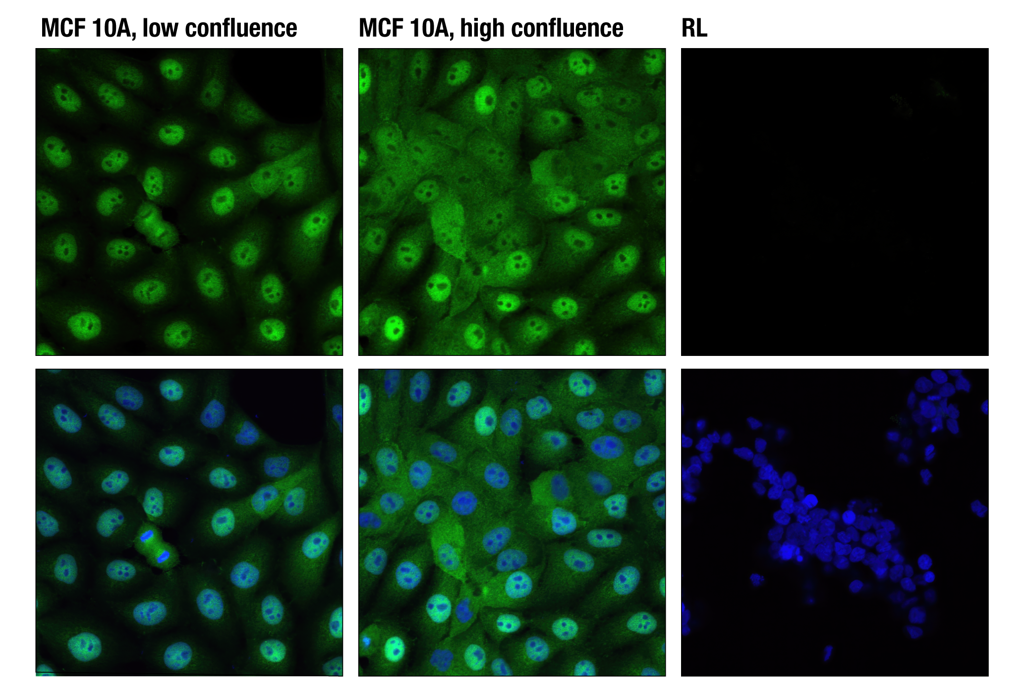  Image 36: Hippo Pathway: Upstream Signaling Antibody Sampler Kit