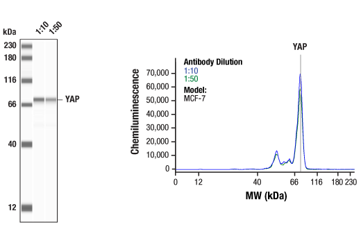  Image 2: Hippo Pathway: Upstream Signaling Antibody Sampler Kit