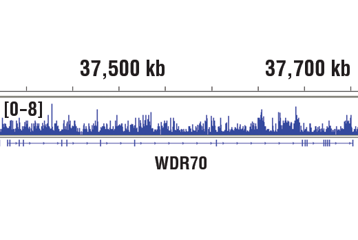  Image 33: Methyl-Histone H3 (Lys36) Antibody Sampler Kit