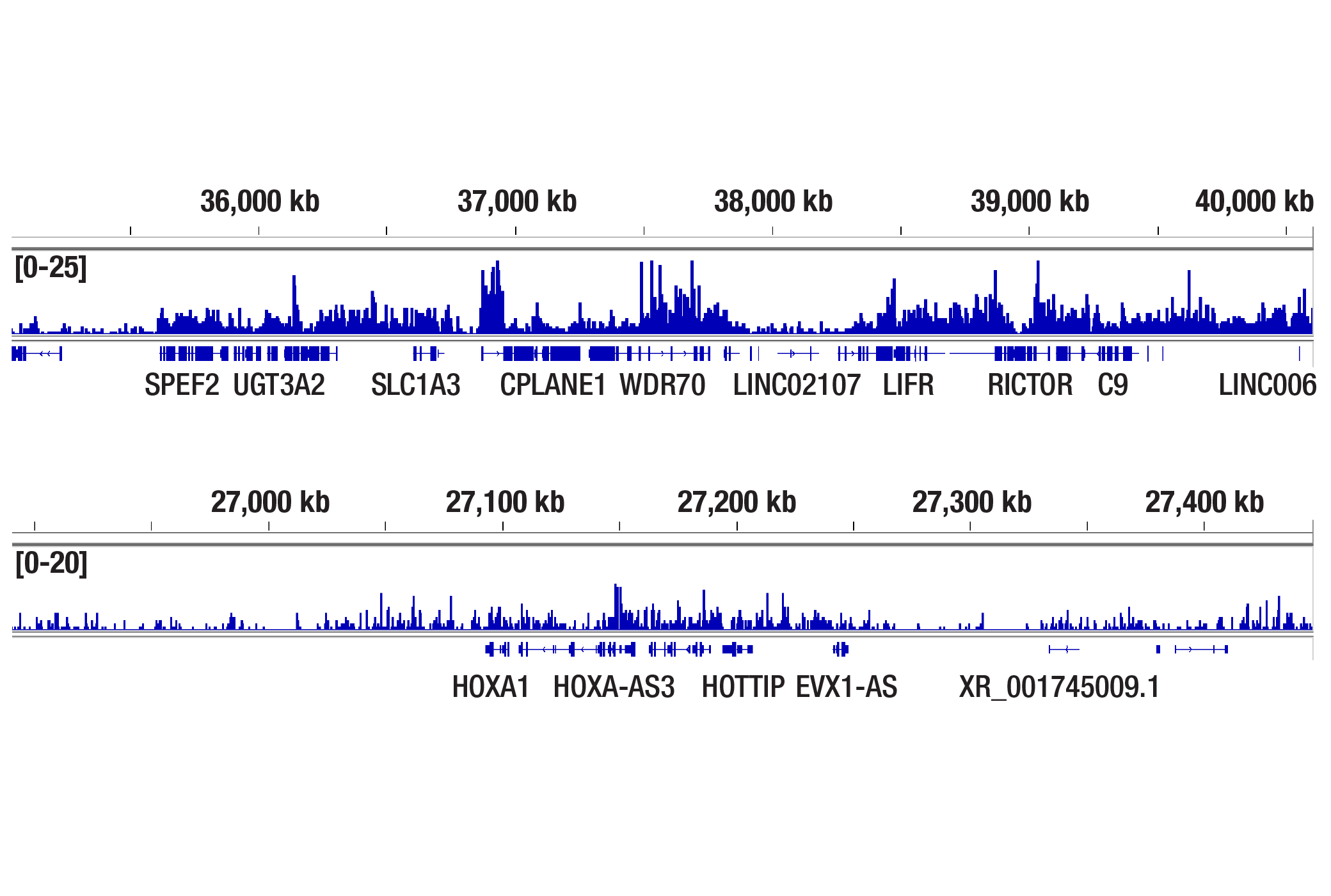 CUT and Tag Image 2: Mono-Methyl-Histone H3 (Lys36) (D9J1D) Rabbit mAb