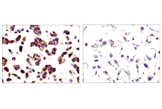 Immunohistochemistry Image 2: Spinophilin (E1E7R) Rabbit mAb