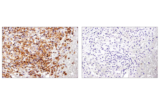 Immunohistochemistry Image 3: Spinophilin (E1E7R) Rabbit mAb