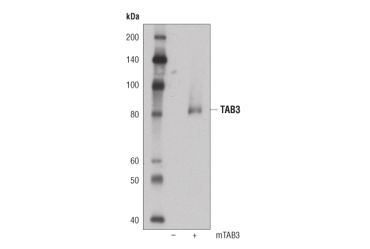 Western Blotting Image 3: TAB3 (D5J7D) Rabbit mAb