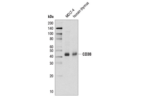 Western Blotting Image 2: CD38 Antibody