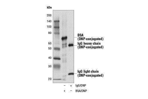 Western Blotting Image 1: Dinitrophenol (D1D6) Rabbit mAb