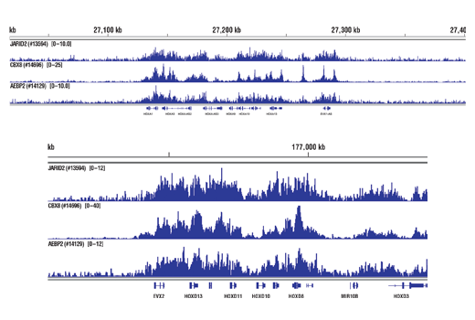 Chromatin Immunoprecipitation Image 2: CBX8 (D2O8C) Rabbit mAb