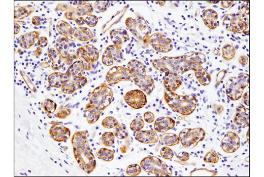  Image 10: Integrin Antibody Sampler Kit