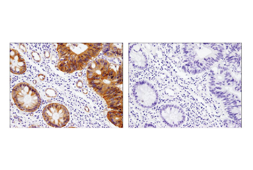  Image 19: Integrin Antibody Sampler Kit